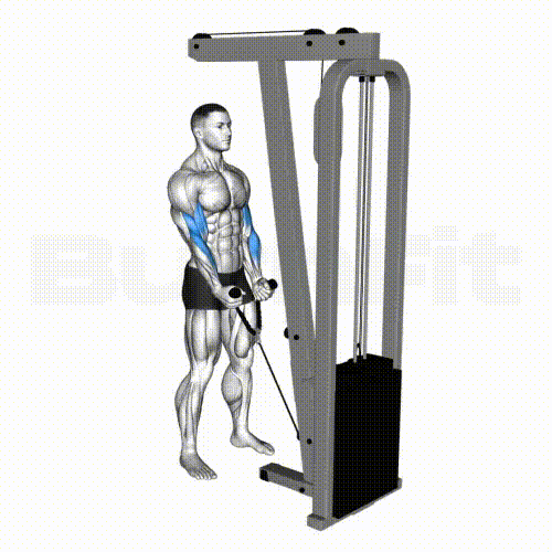 Cable Hammer Curl