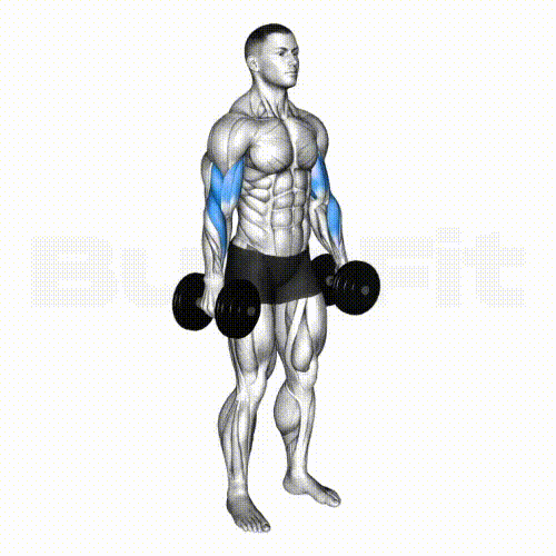 Dumbbell Bicep Curl