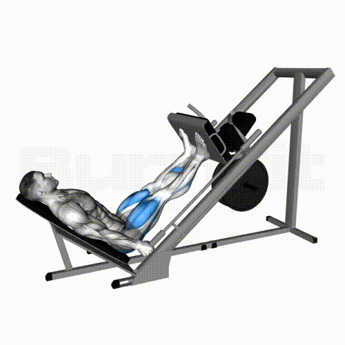 Leg Press